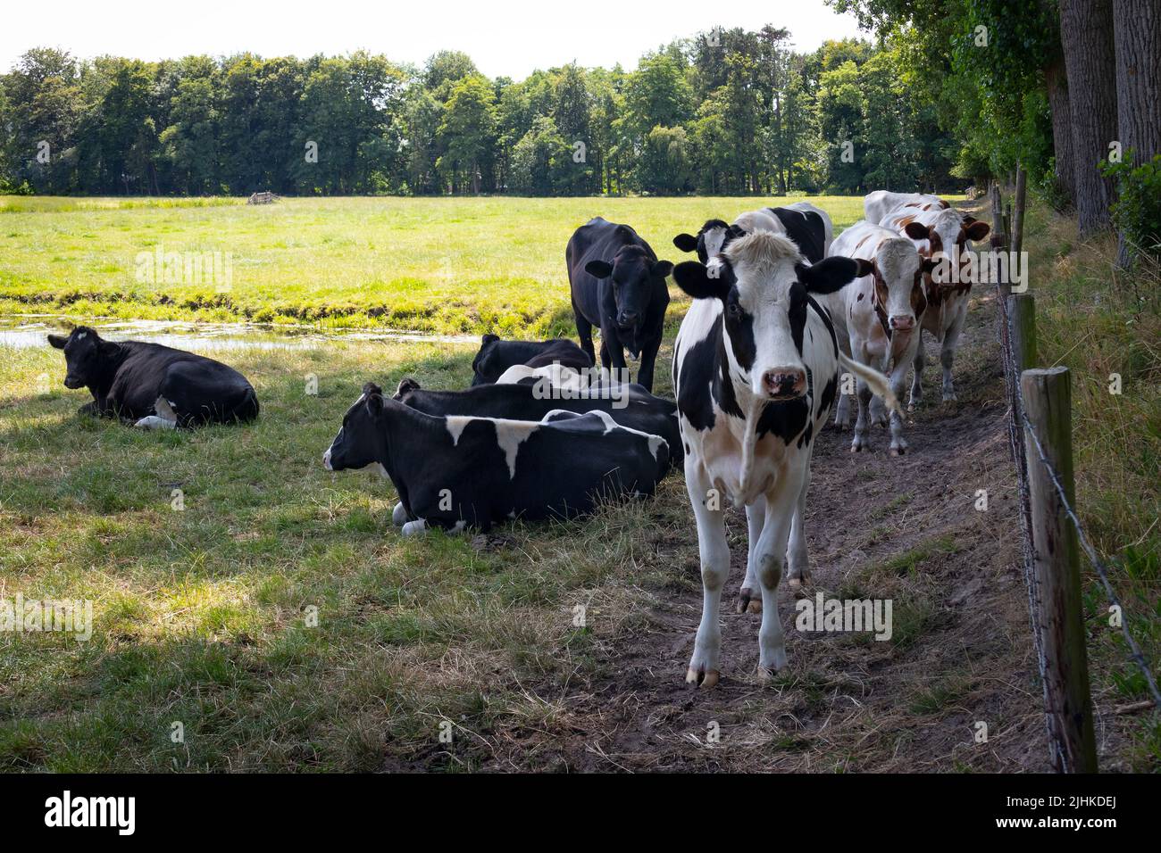 Group of black and white cows in the meadow in Holland Stock Photo
