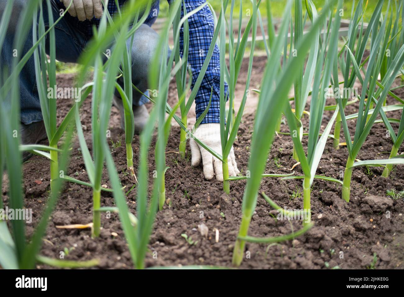 gardener's hand plants garlic, onion. weeds the beds. gardening concept Stock Photo