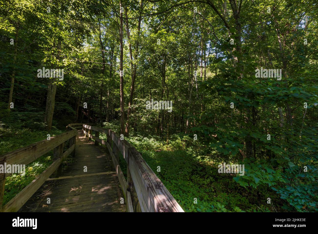 Hiking trails in Persimmon Ridge Park in Jonesborough, Tennessee on a warm summer day. Stock Photo