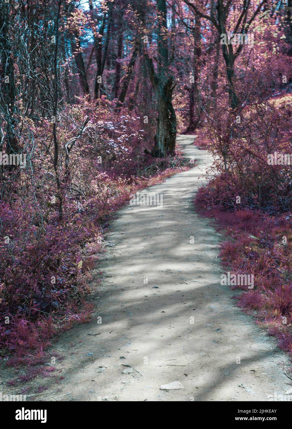 An ordinary trail in the woods looks enchanted in infrared. Stock Photo