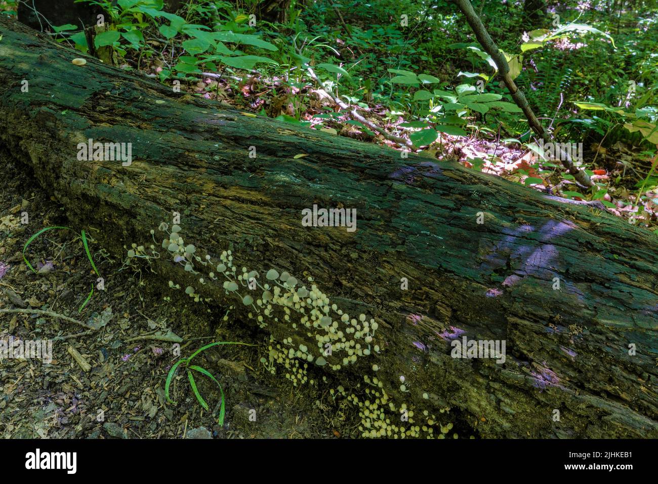 Close up of fungi, known as frosty bonnet growing on a down tree in a forest along side a hiking trail. Stock Photo