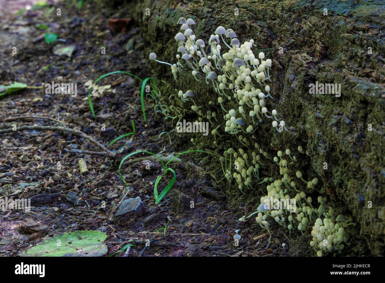 Close up of fungi, known as frosty bonnet growing on a down tree in a forest along side a hiking trail. Stock Photo