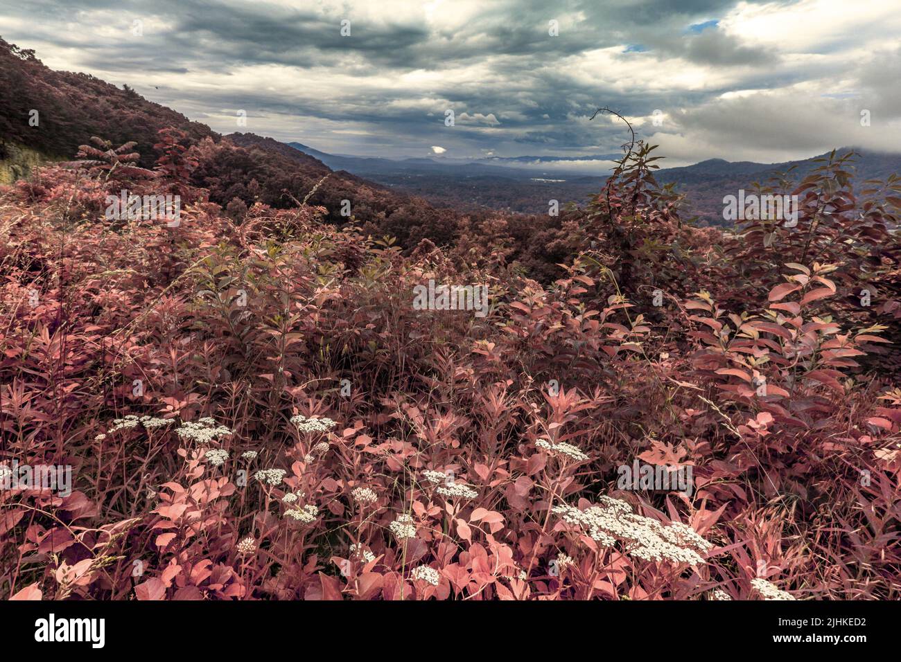 A carpet of green foliage looks red with infrared photography, at Haw Creek Overlook on the Blue Ridge Parkway in Asheville, NC, USA. Stock Photo