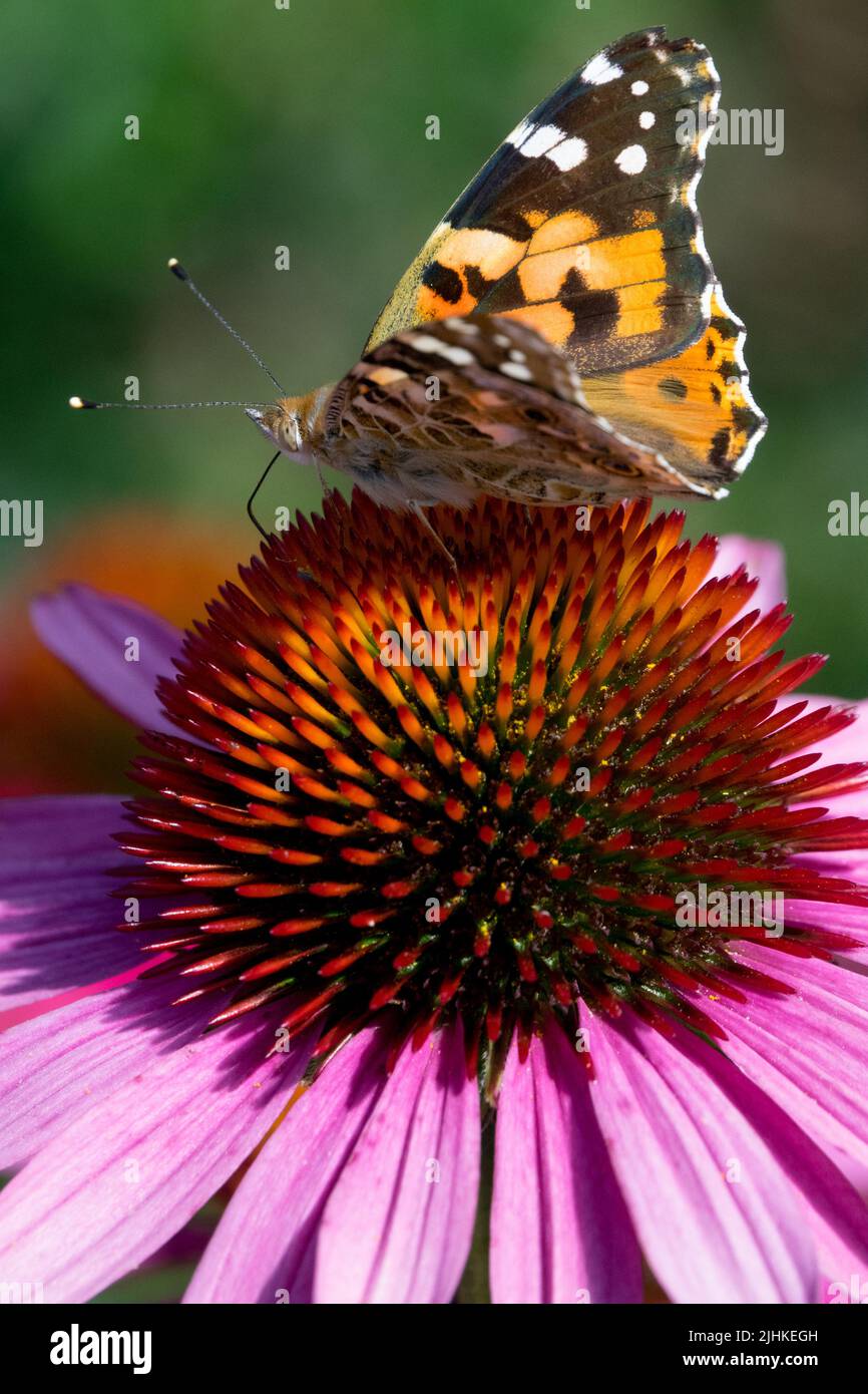 Insect on flower Painted lady butterfly, Vanessa cardui, On, Flower Head, Coneflower, Nectaring Stock Photo