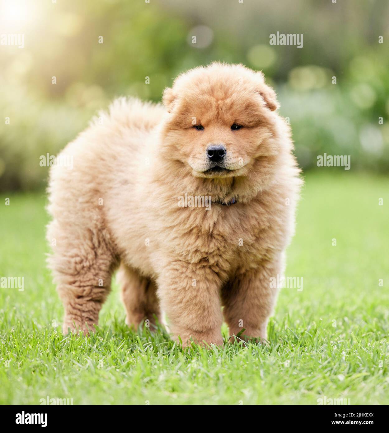 Chow chow grass hi res stock photography and images Alamy