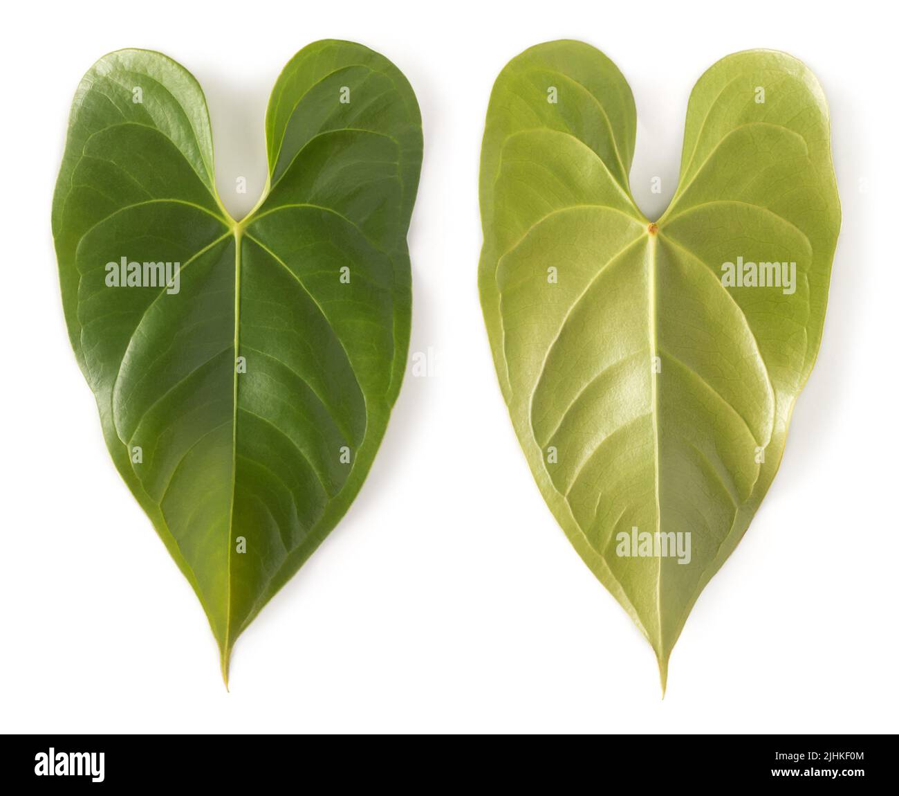 anthurium flowering plant leaves, also known as tailflower, flamingo and laceleaf plant, heart shaped foliage isolated on white background, collection Stock Photo