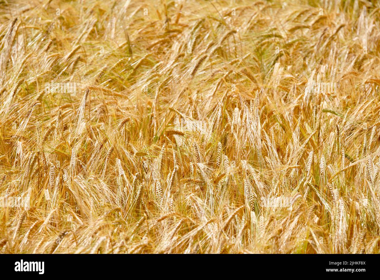 Close-up of a bright agricultural field with barley in the sun. Seen in Germany in July. Stock Photo
