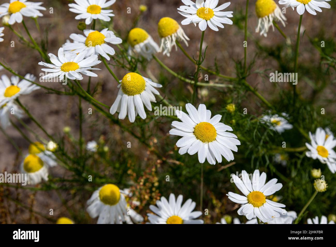 Wild flowering daisies, with bright white petals and bright yellow pistils. Growing on poor nutrient-poor sandy soil Stock Photo