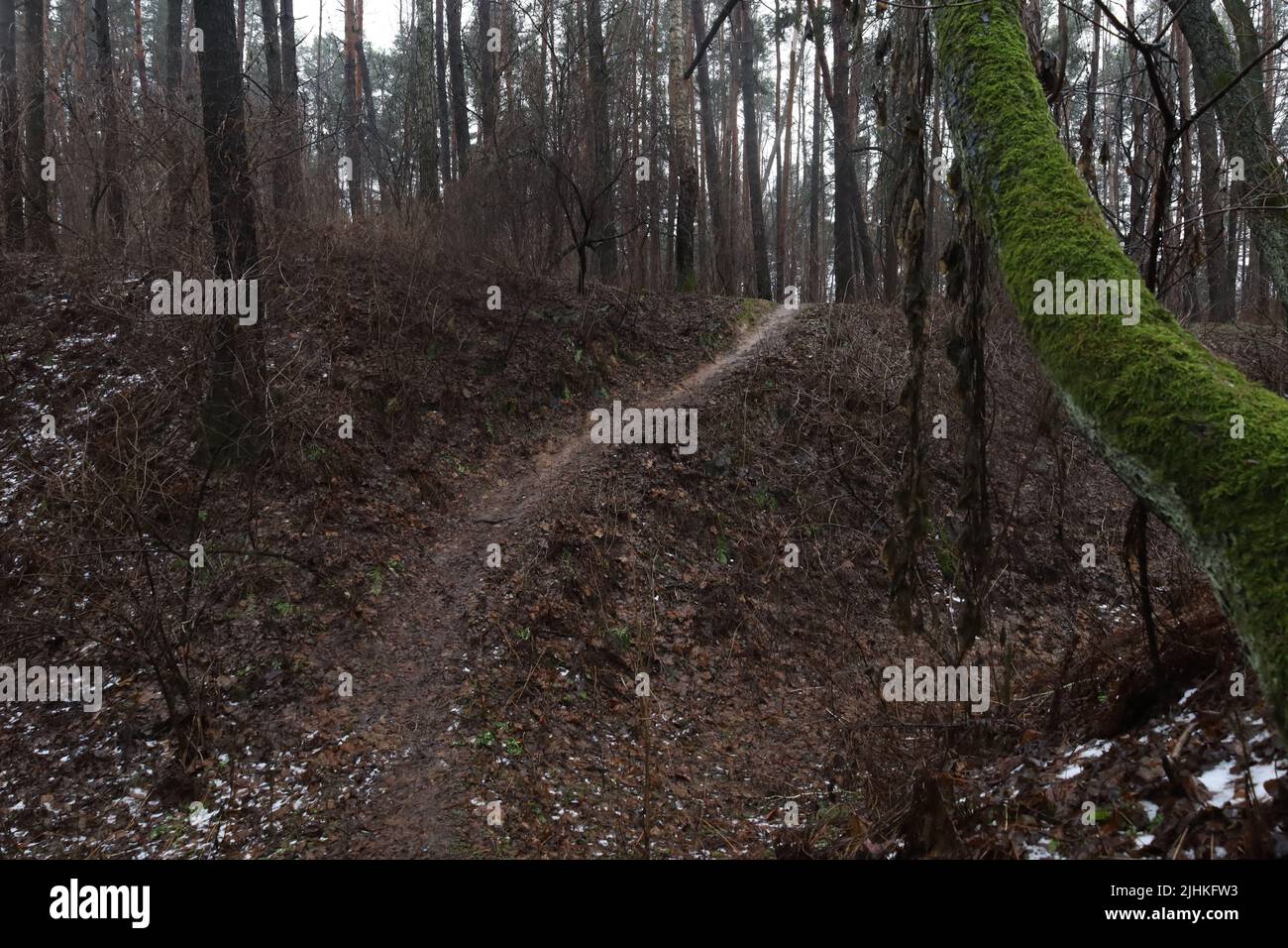 Path in the winter forest, warm winter, icy path in the woods Stock Photo