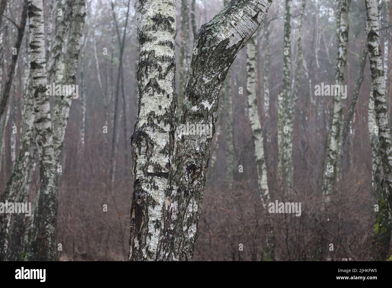 White birch trees in garden hi-res stock photography and images - Alamy