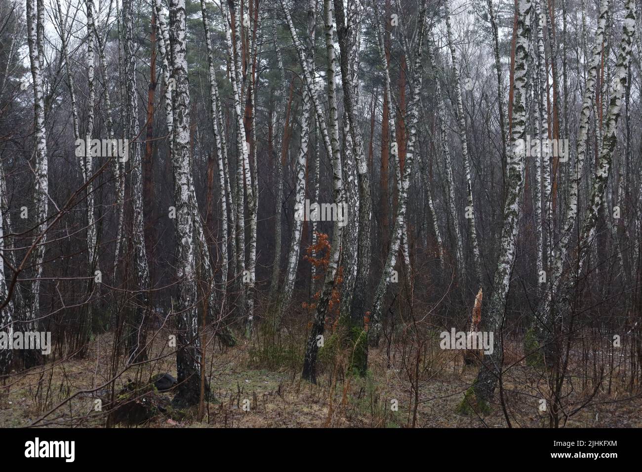 White birch trees in garden hi-res stock photography and images - Alamy