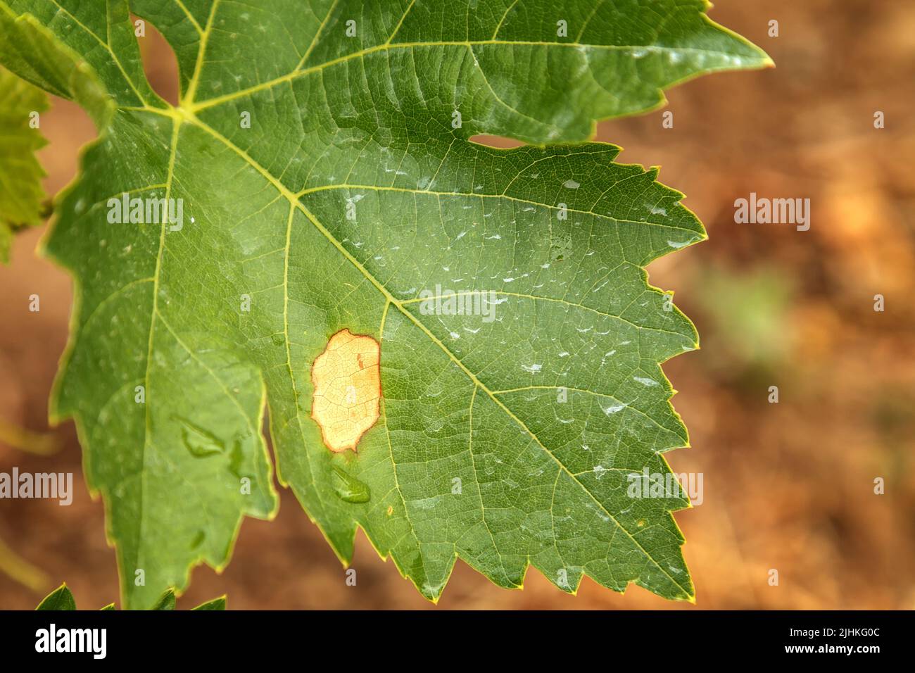 The vine leaf is affected by a dangerous disease. The leaf is partially affected by mildew. Plasmopara viticola Stock Photo