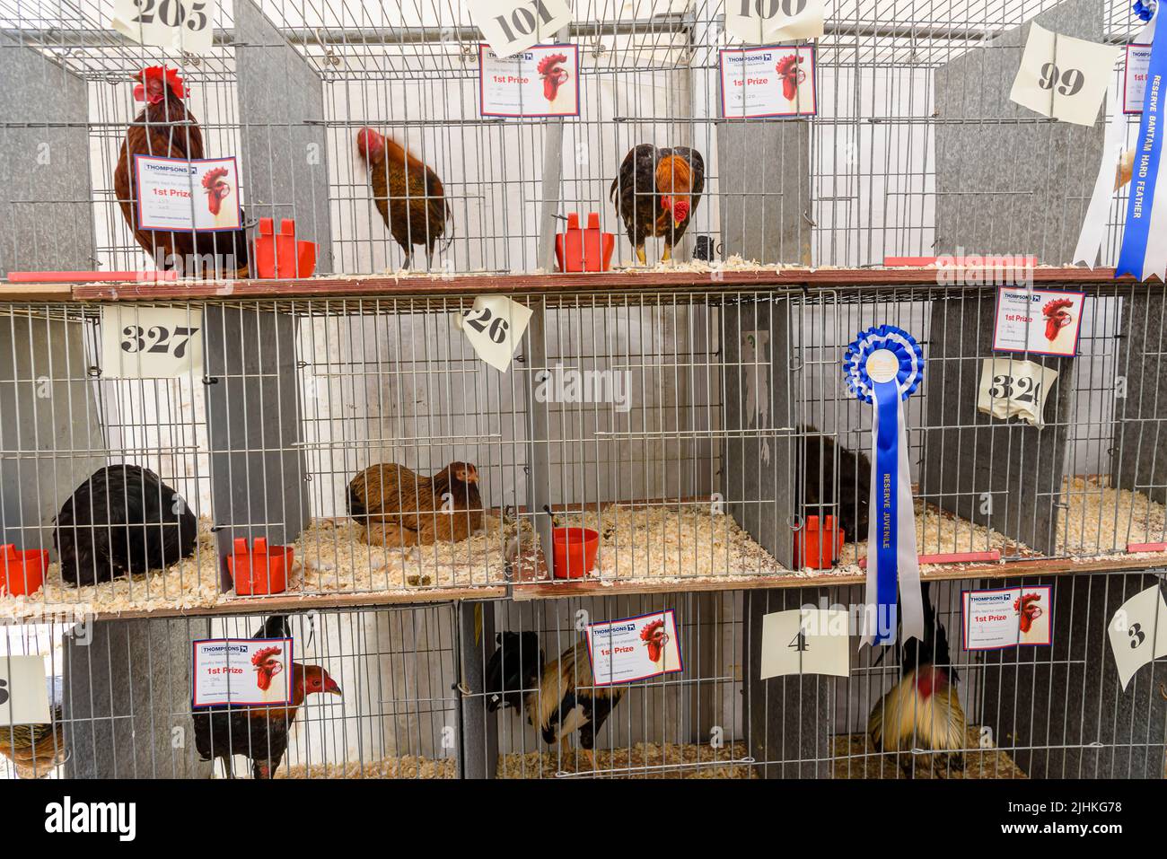 Chickens in cages at an agricultural show Stock Photo Alamy