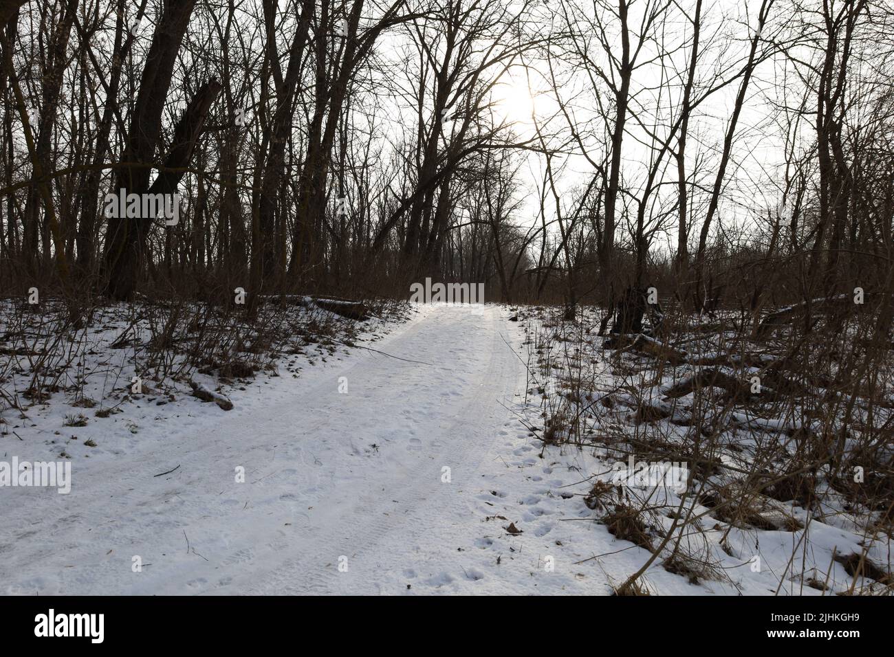 Path in the winter forest, warm winter, icy path in the woods Stock Photo