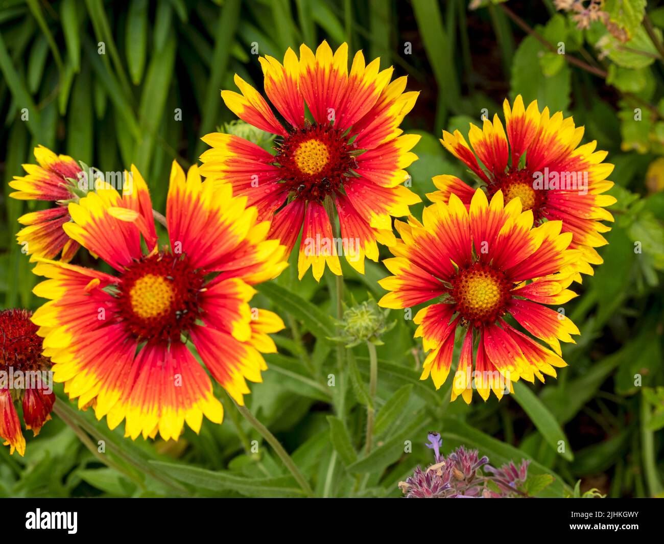 Bright and pretty Gaillardia blanket flowers in a garden Stock Photo