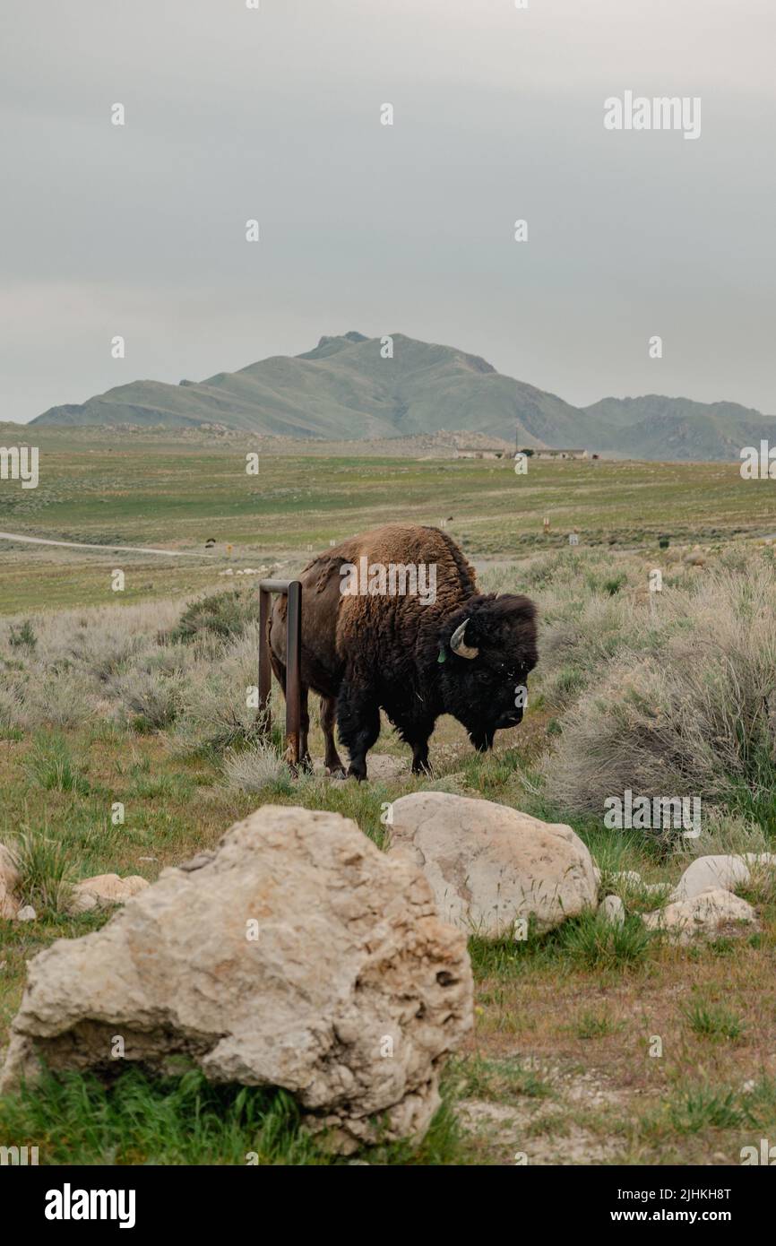 A lone bison on Antelope Island State Park by the Great Salt Lake Stock Photo