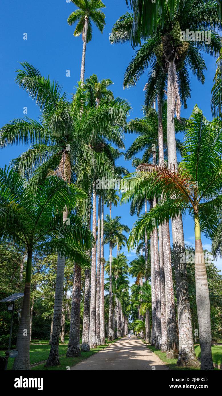 Avenue of Royal Palms, Jardim Botânico do Rio de Janeiro (Rio de Janeiro Botanical Gardens),  Rio de Janeiro, Brazil Stock Photo