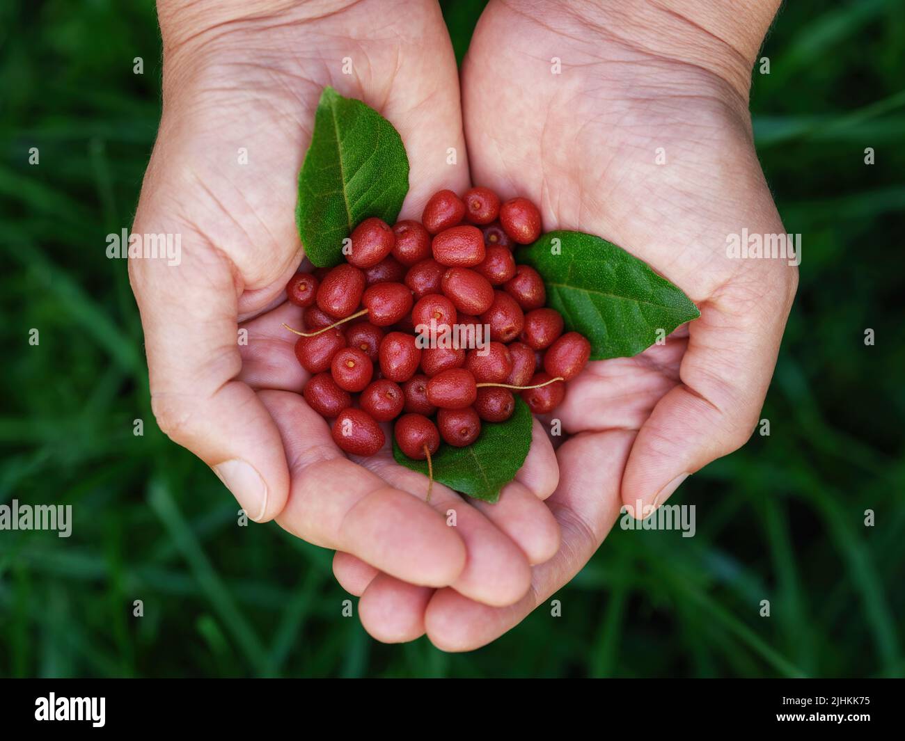 A woman holding silverberries (elaeagnus or oleaster) and silverberry leaves in her palms. Close up. Stock Photo