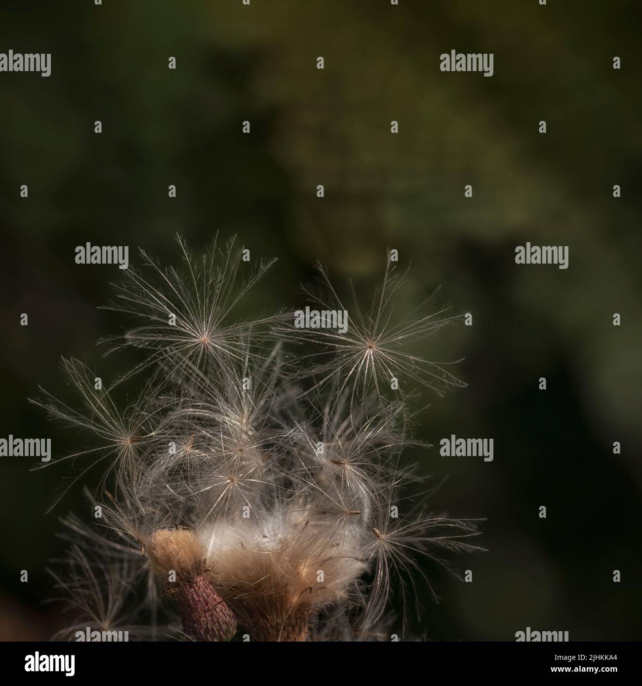 Fluffy Milk Thistle seeds (Silybum marianum) in a meadow Stock Photo