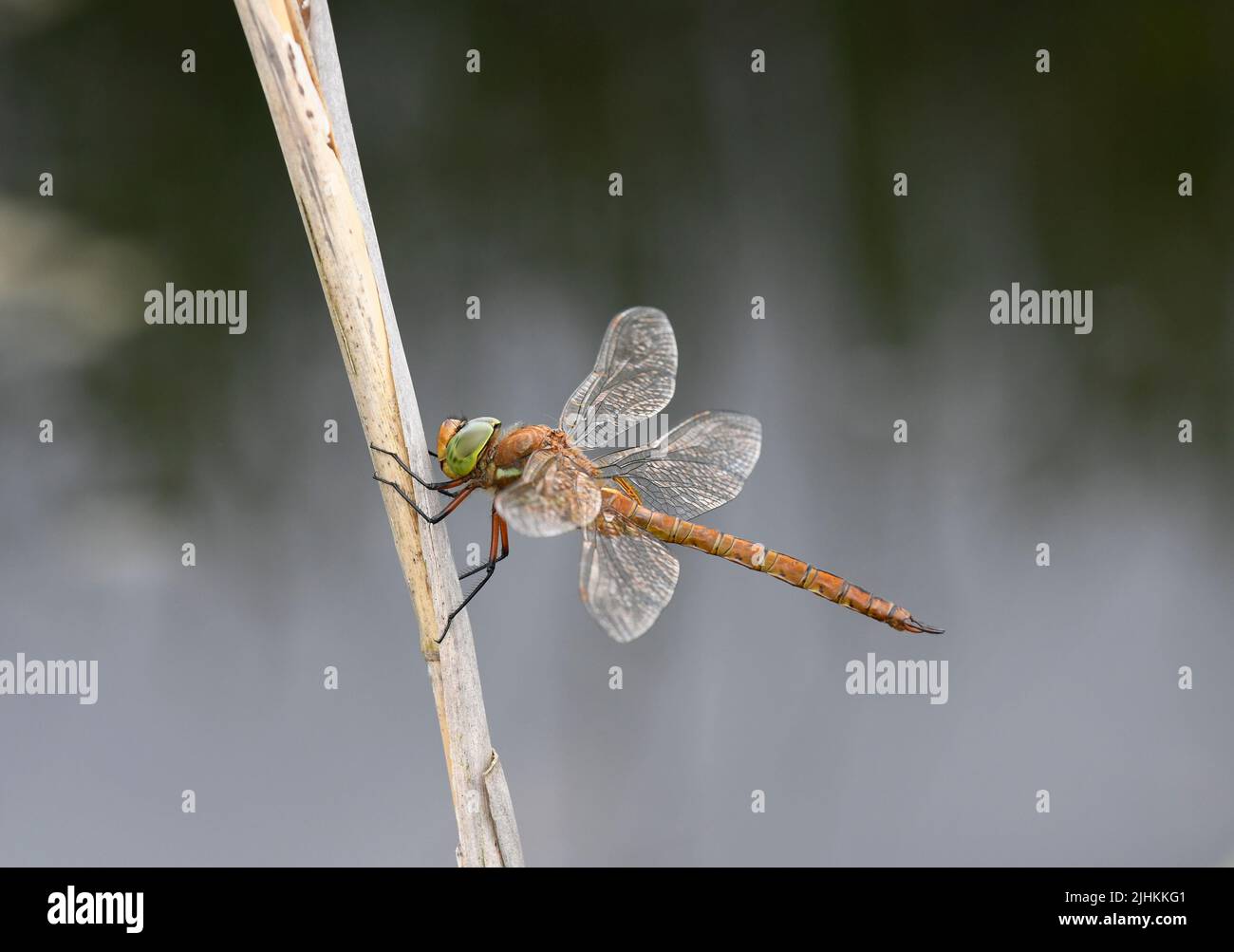 Norfolk Hawker Dragonfly (Aeshna isoceles) perched on reed stem, Norfolk, England, June Stock Photo
