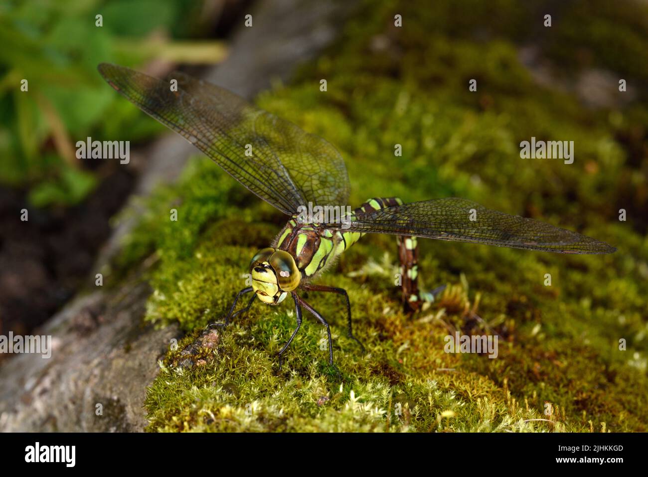 Southern Hawker Dragonfly (Aeshna cyanea) female egg-laying in moss, Herefordshire, England, October Stock Photo