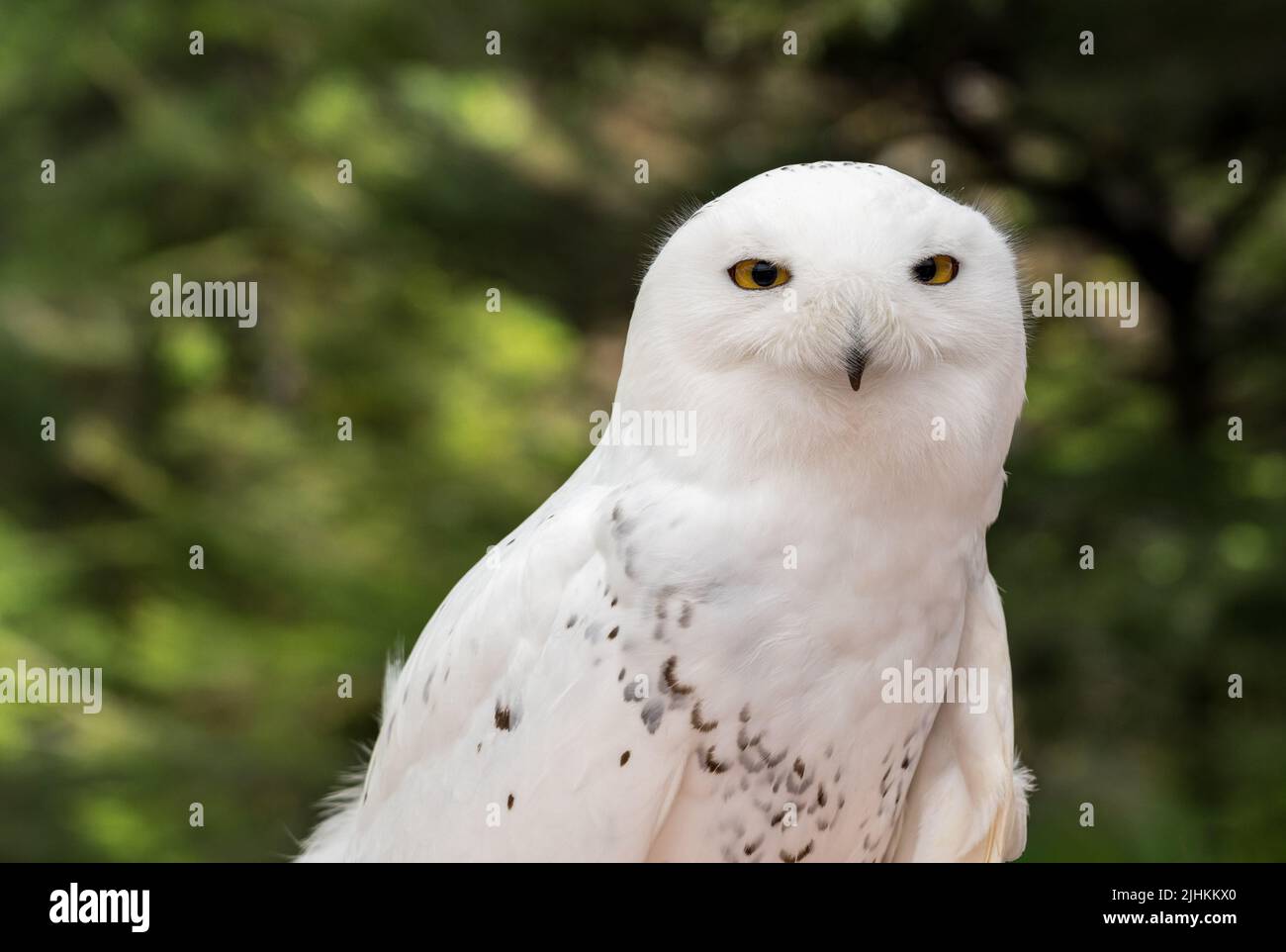 Close shot of head of a snowy owl against a backdrop of a green forest in summer in Alaska Stock Photo
