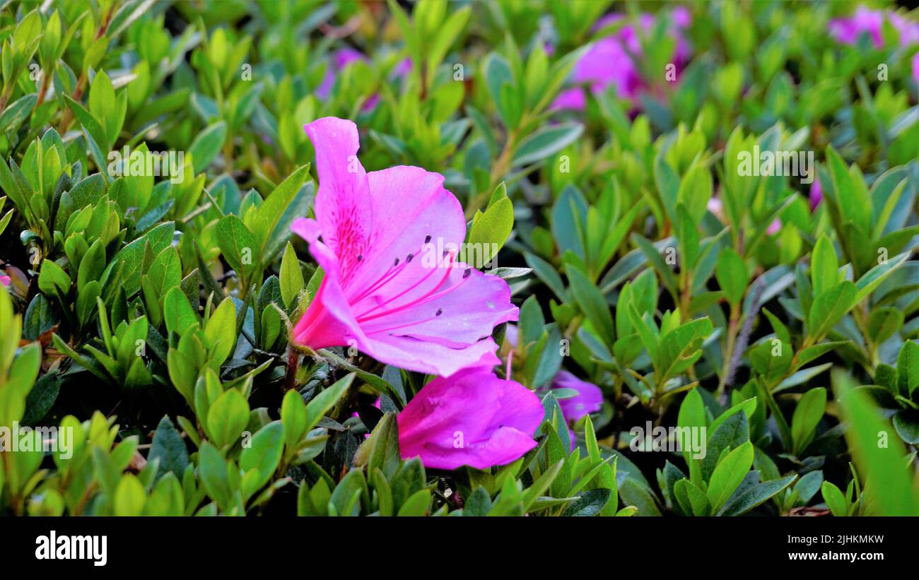 Beautiful pink color flowers of Rhododendron simsii also known as Azalea, Rhododendron, Pot Azalea. Landscape and wallpaper background. Stock Photo