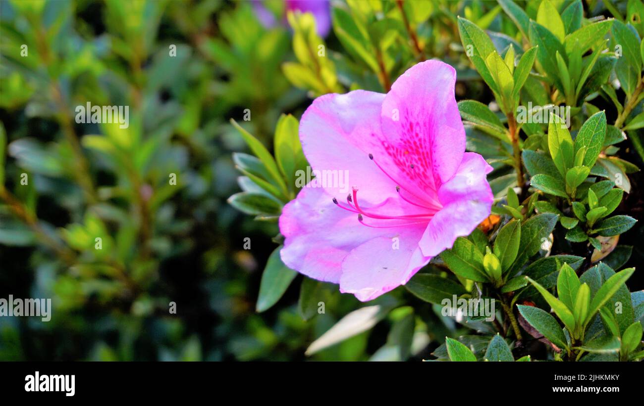 Beautiful pink color flowers of Rhododendron simsii also known as Azalea, Rhododendron, Pot Azalea. Landscape and wallpaper background. Stock Photo