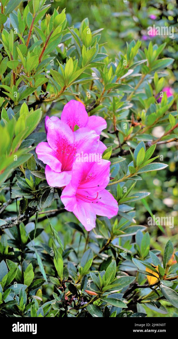 Beautiful pink color flowers of Rhododendron simsii also known as Azalea, Rhododendron, Pot Azalea. Landscape and wallpaper background. Stock Photo