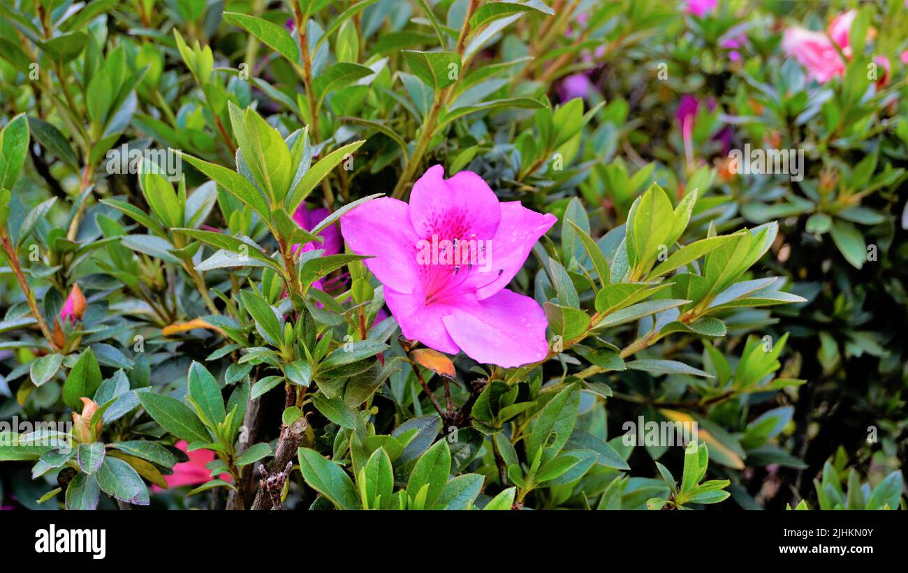 Beautiful pink color flowers of Rhododendron simsii also known as ...