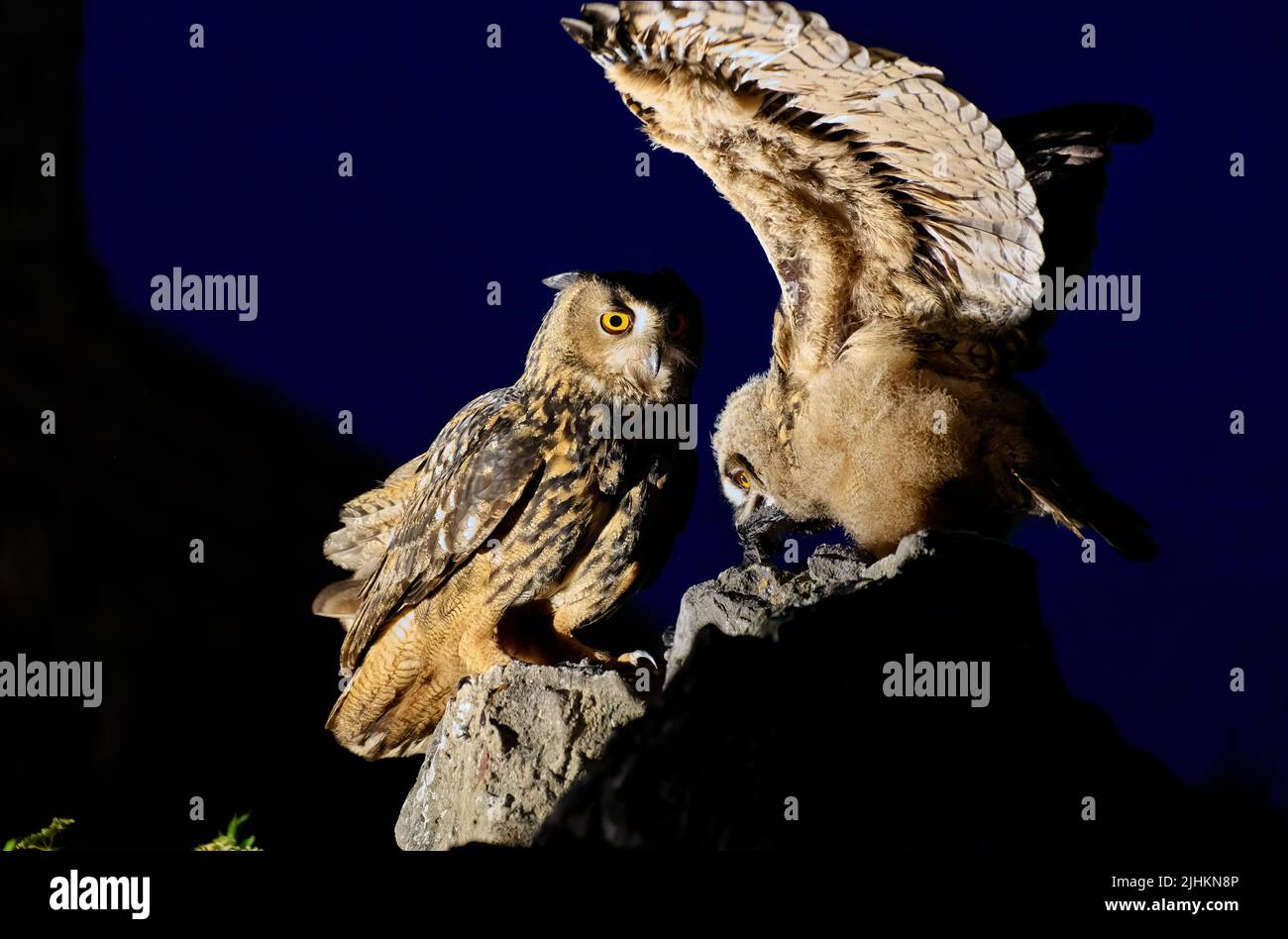 Eurasian eagle-owl (Bubo bubo) feeding youngster, Heinsberg, North Rhine-Westphalia, Germany Stock Photo