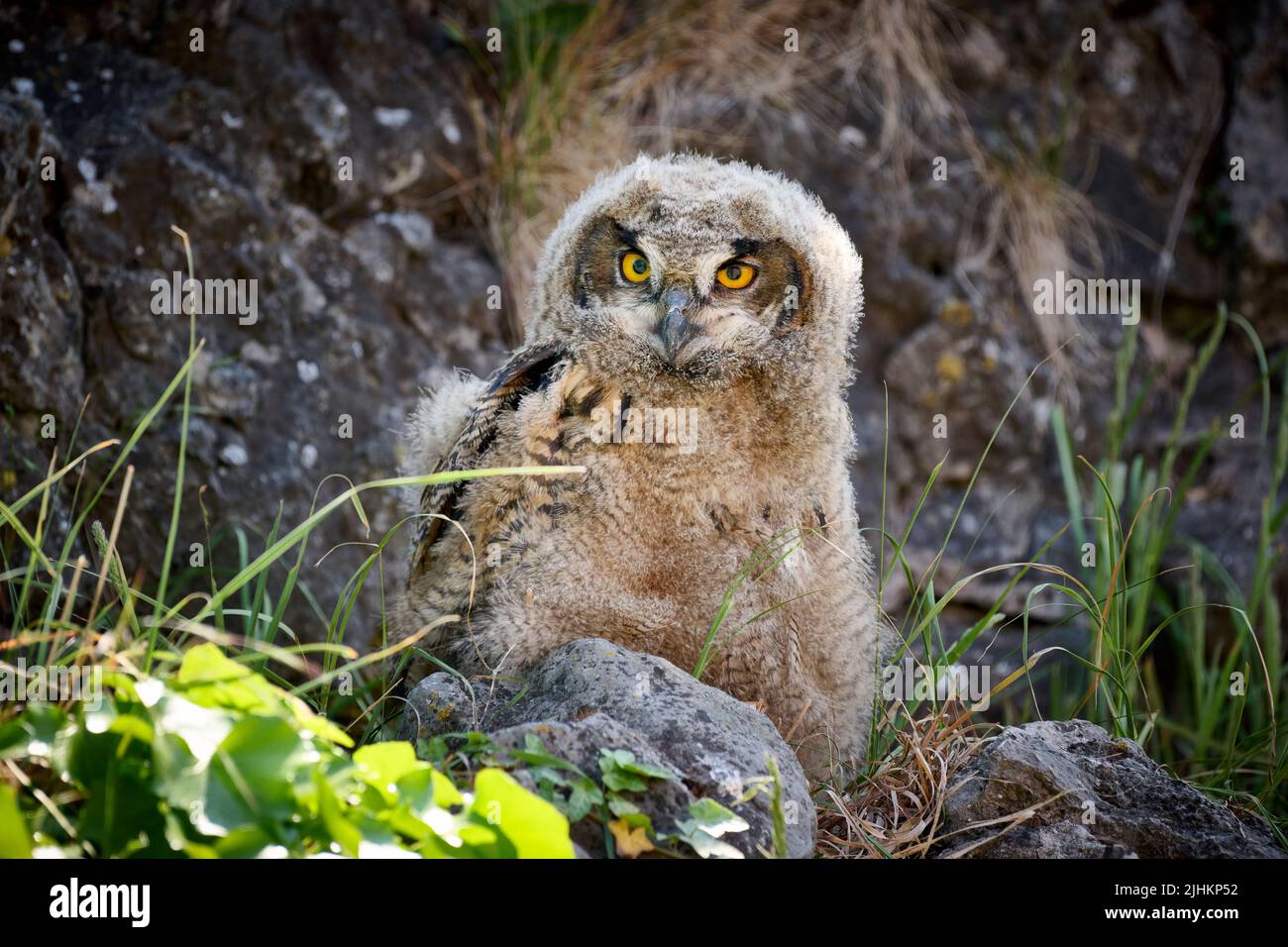 Eurasian eagle-owl (Bubo bubo), youngster on a rock, Heinsberg, North Rhine-Westphalia, Germany Stock Photo