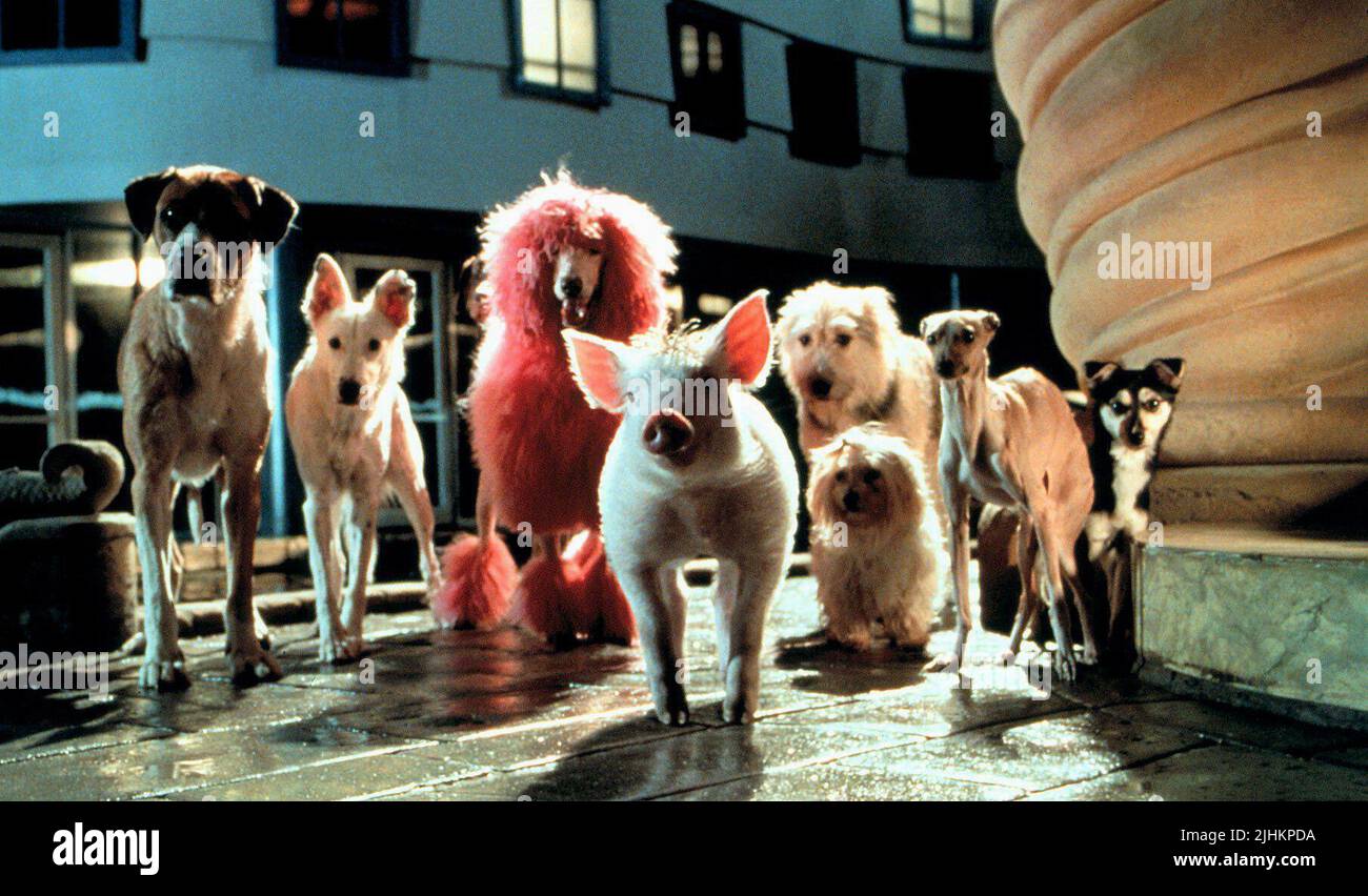 BABE, THE PINK POODLE, BABE: PIG IN THE CITY, 1998 Stock Photo