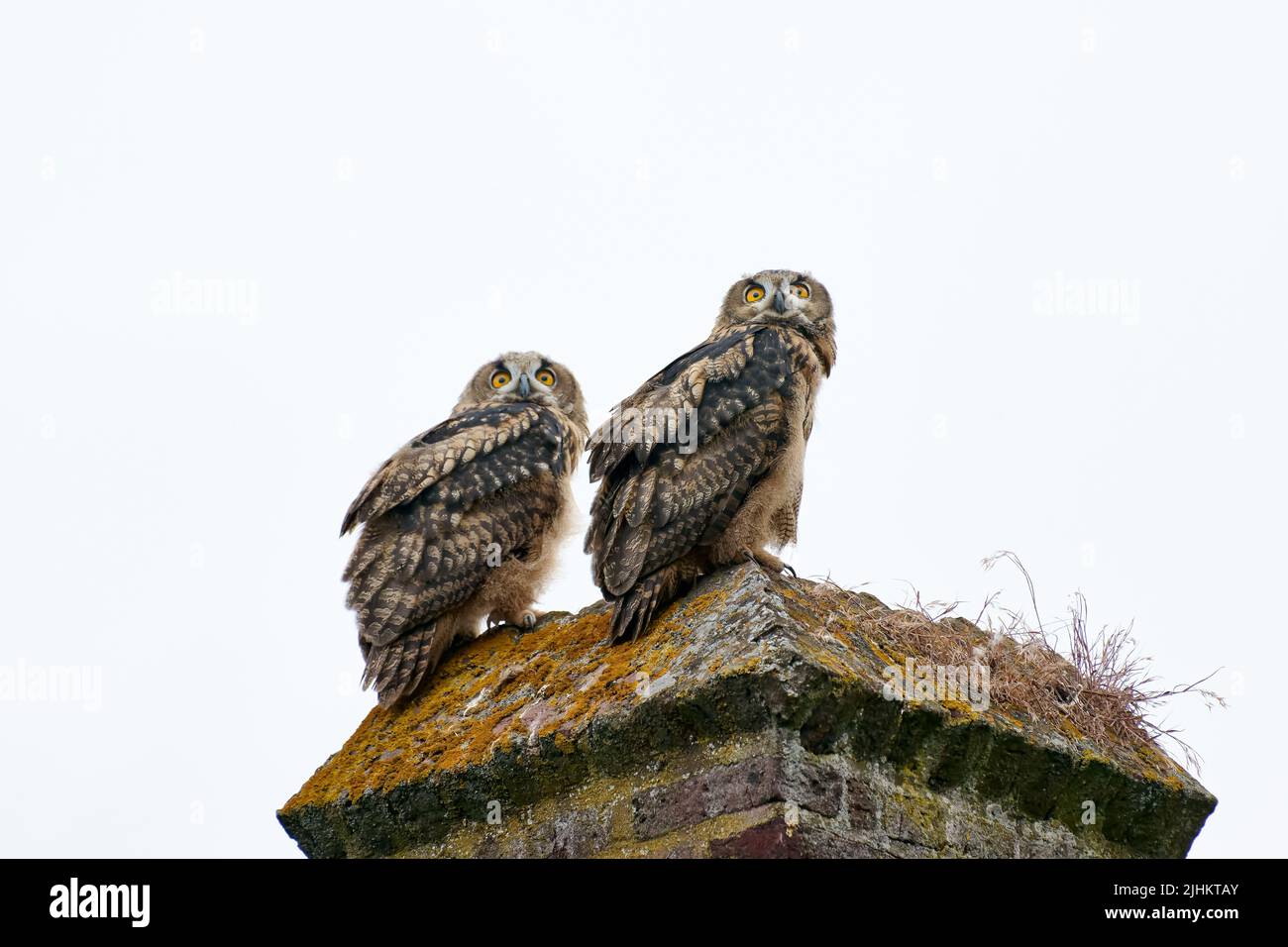 Eurasian eagle-owl (Bubo bubo), two youngster on a wall, Heinsberg, North Rhine-Westphalia, Germany Stock Photo