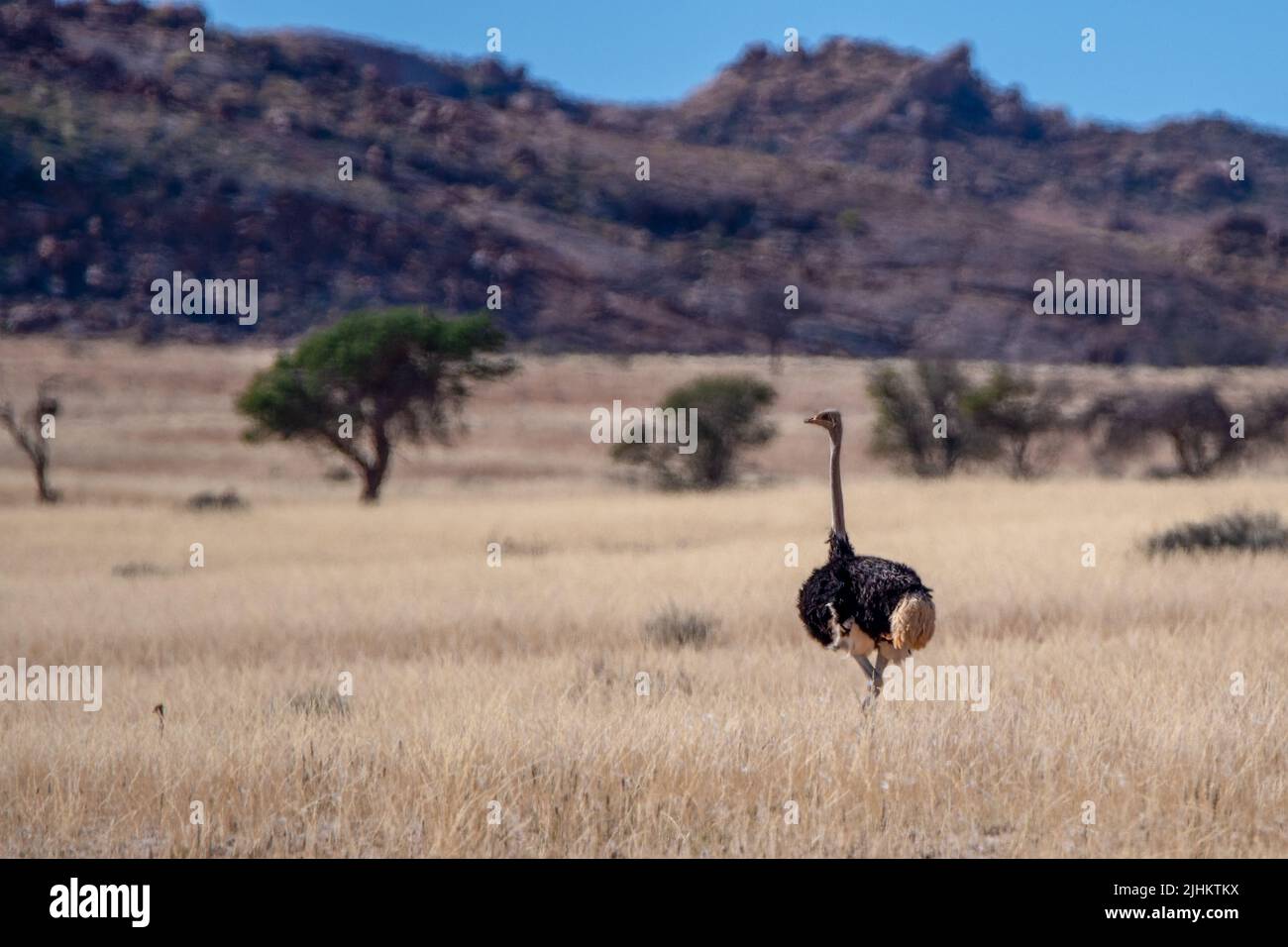 Ostrich on the african savannah Stock Photo