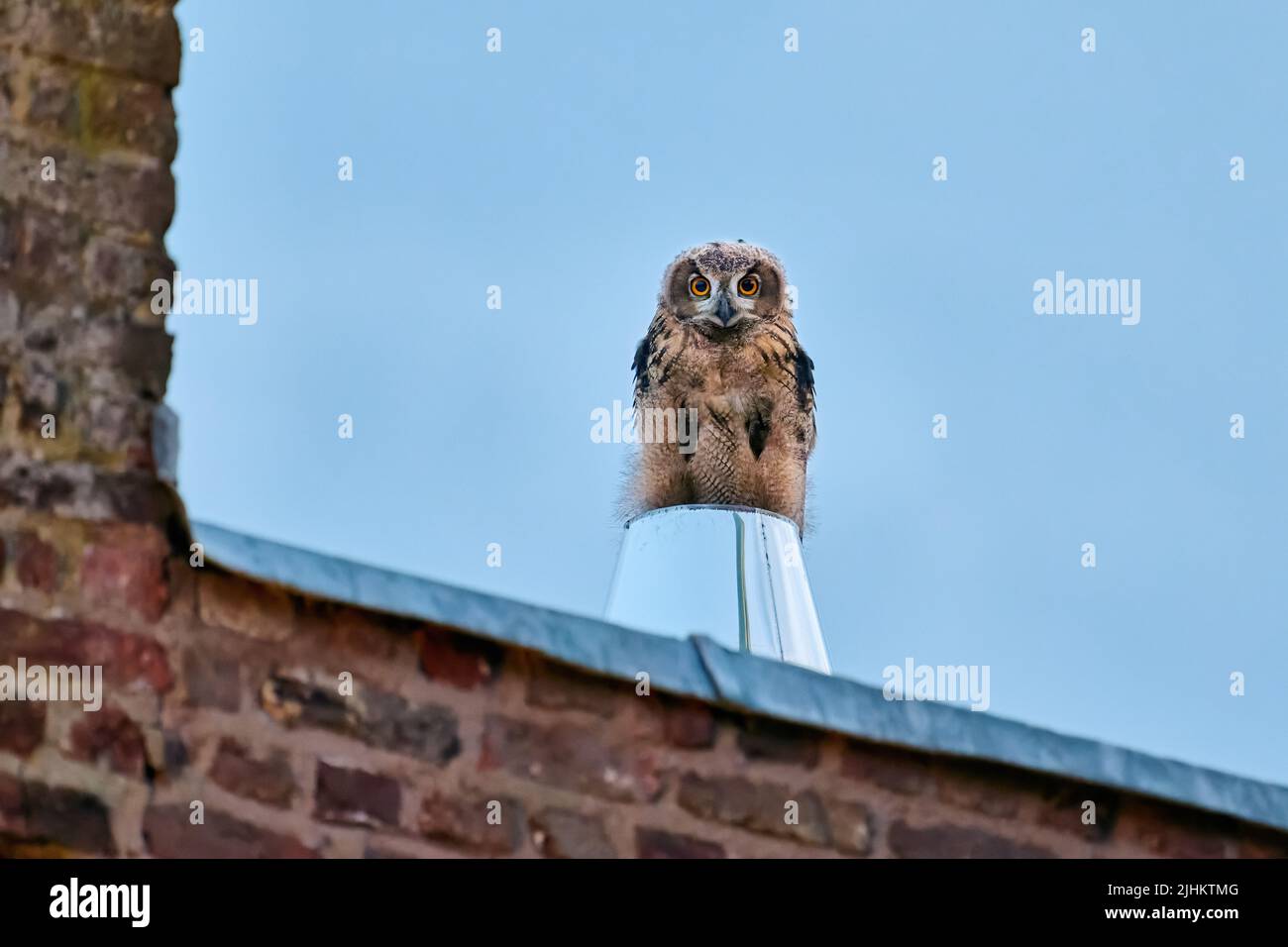 Eurasian eagle-owl (Bubo bubo), youngster on a metal chimney, Heinsberg, North Rhine-Westphalia, Germany Stock Photo