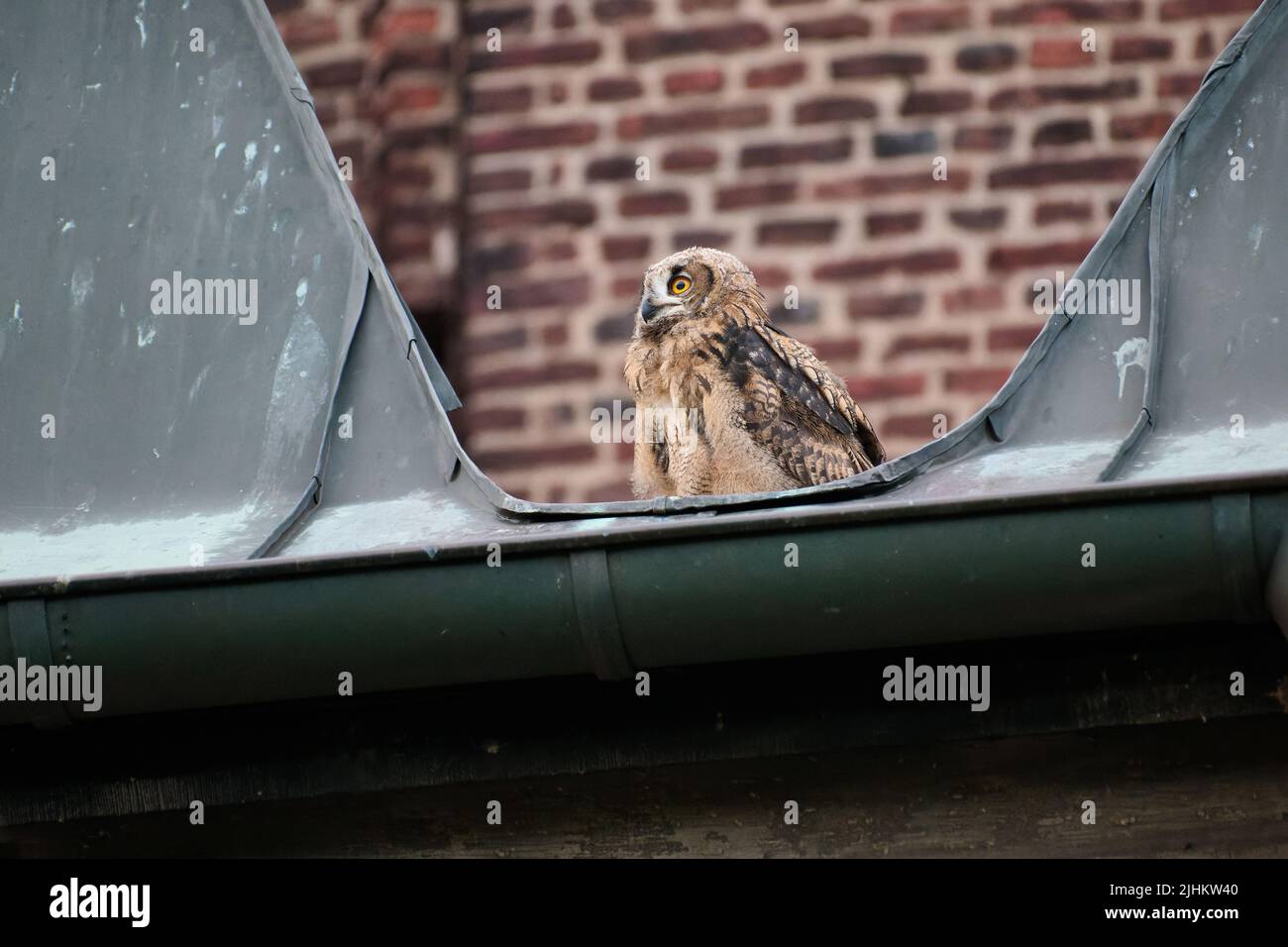Eurasian eagle-owl (Bubo bubo), youngster on a roof, Heinsberg, North Rhine-Westphalia, Germany Stock Photo