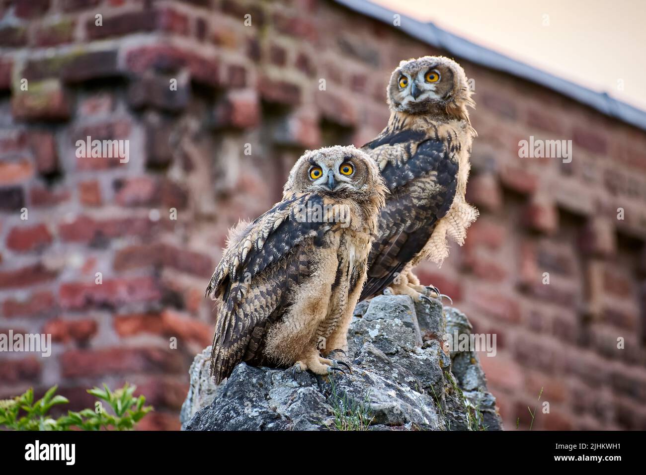 Eurasian eagle-owl (Bubo bubo), two youngster on a rock, Heinsberg, North Rhine-Westphalia, Germany Stock Photo