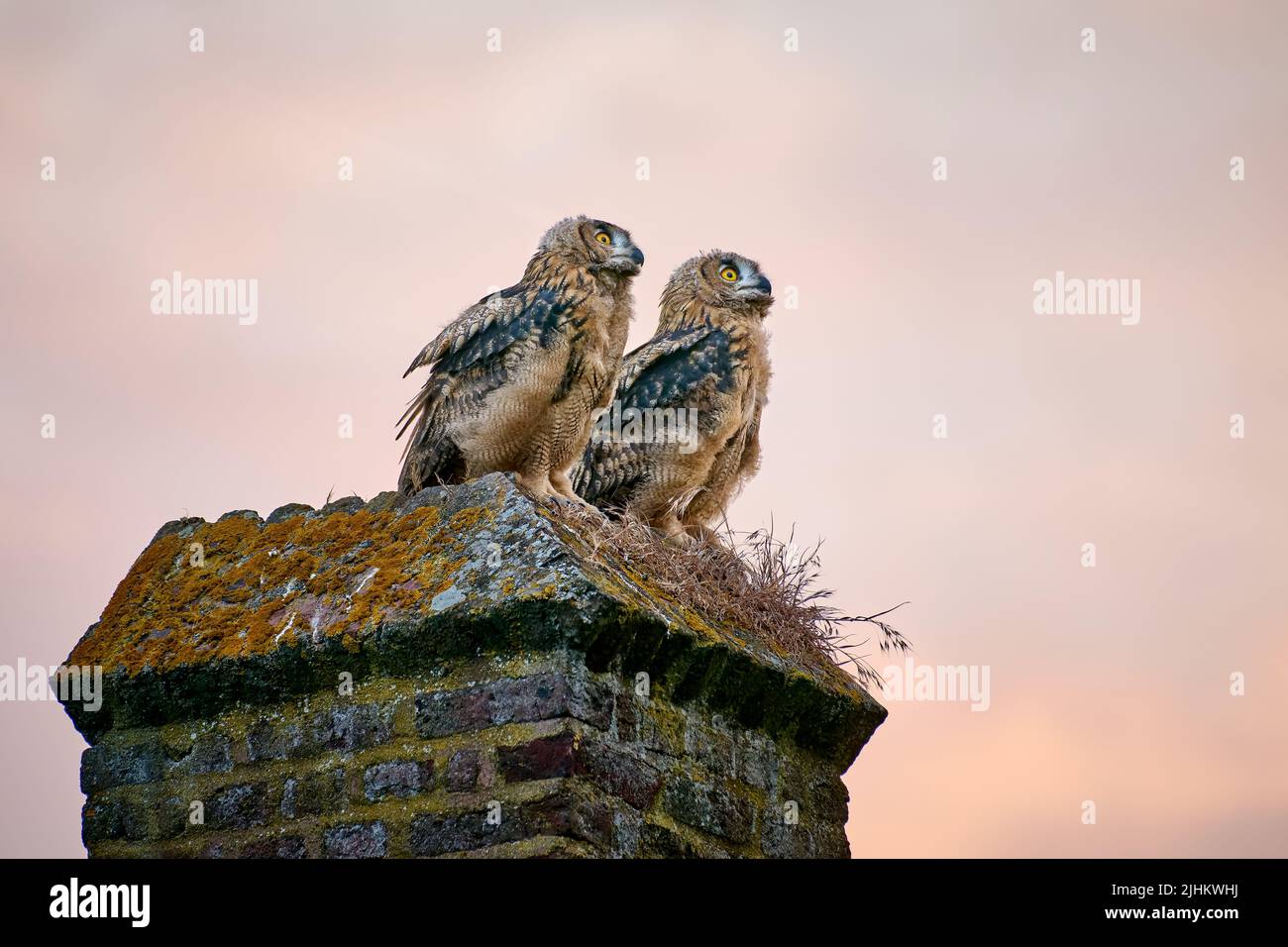 Eurasian eagle-owl (Bubo bubo), two youngster on a wall, Heinsberg, North Rhine-Westphalia, Germany Stock Photo