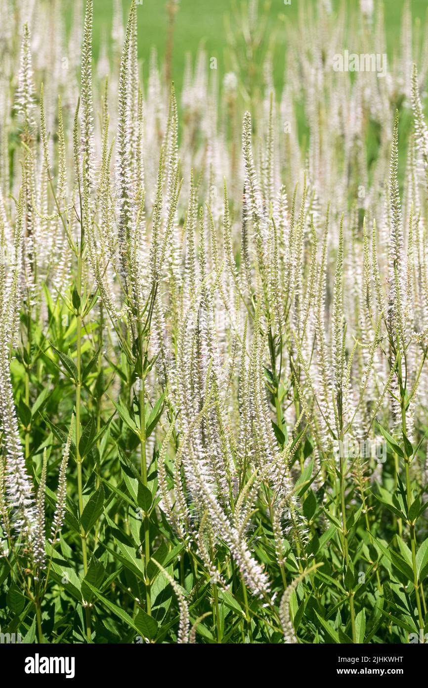 Culvers root pink glow hires stock photography and images Alamy