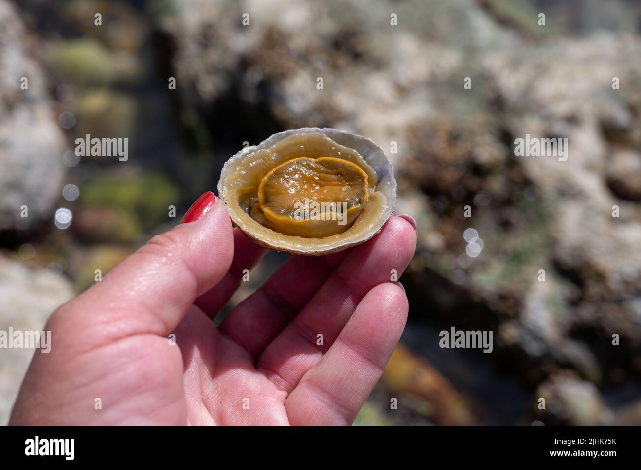 Edible Sea Water Molluscs Patella Caerulea Species Of Limpet In Family 