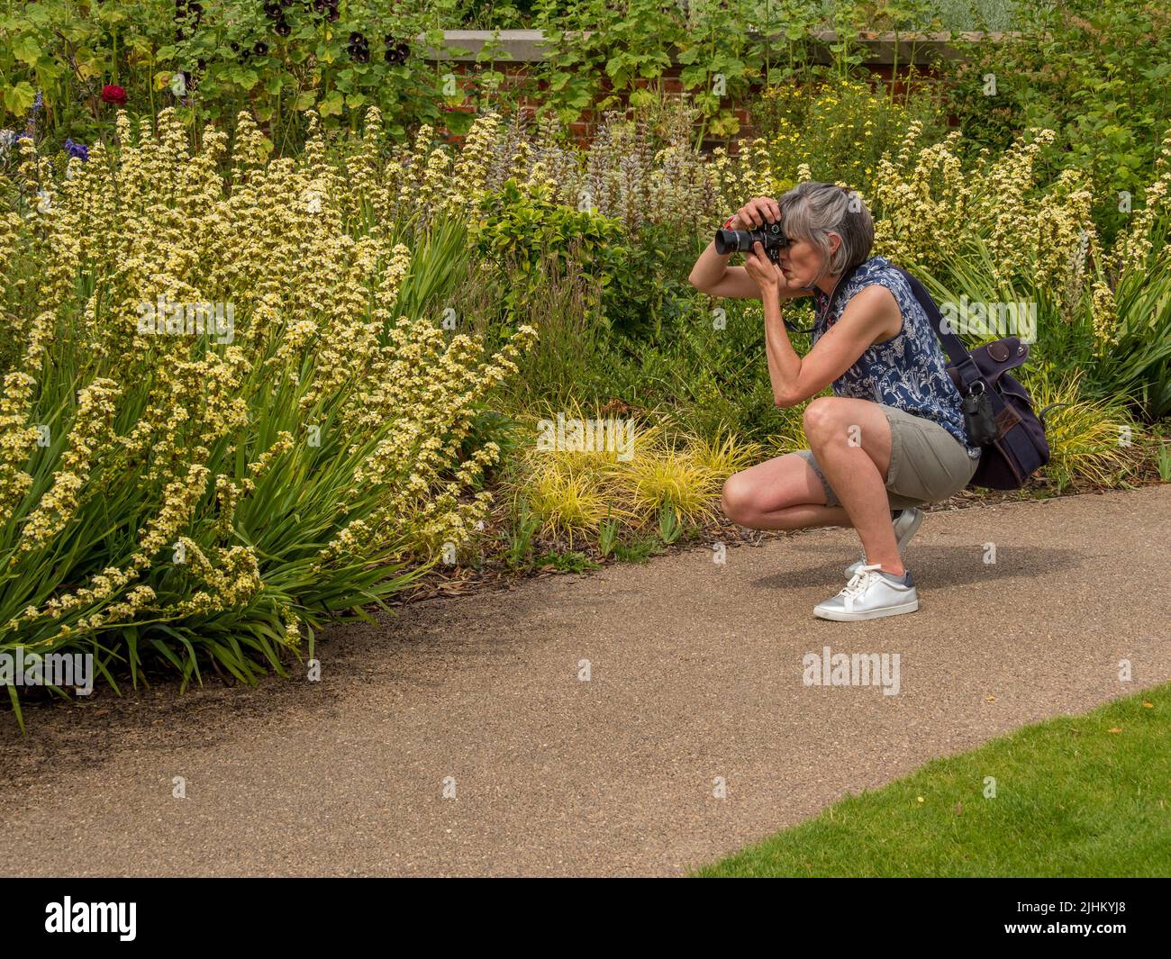 Casually dressed middle-aged caucasian female, squatting down photographing Sisyrinchium flowers growing in a  UK garden. Stock Photo