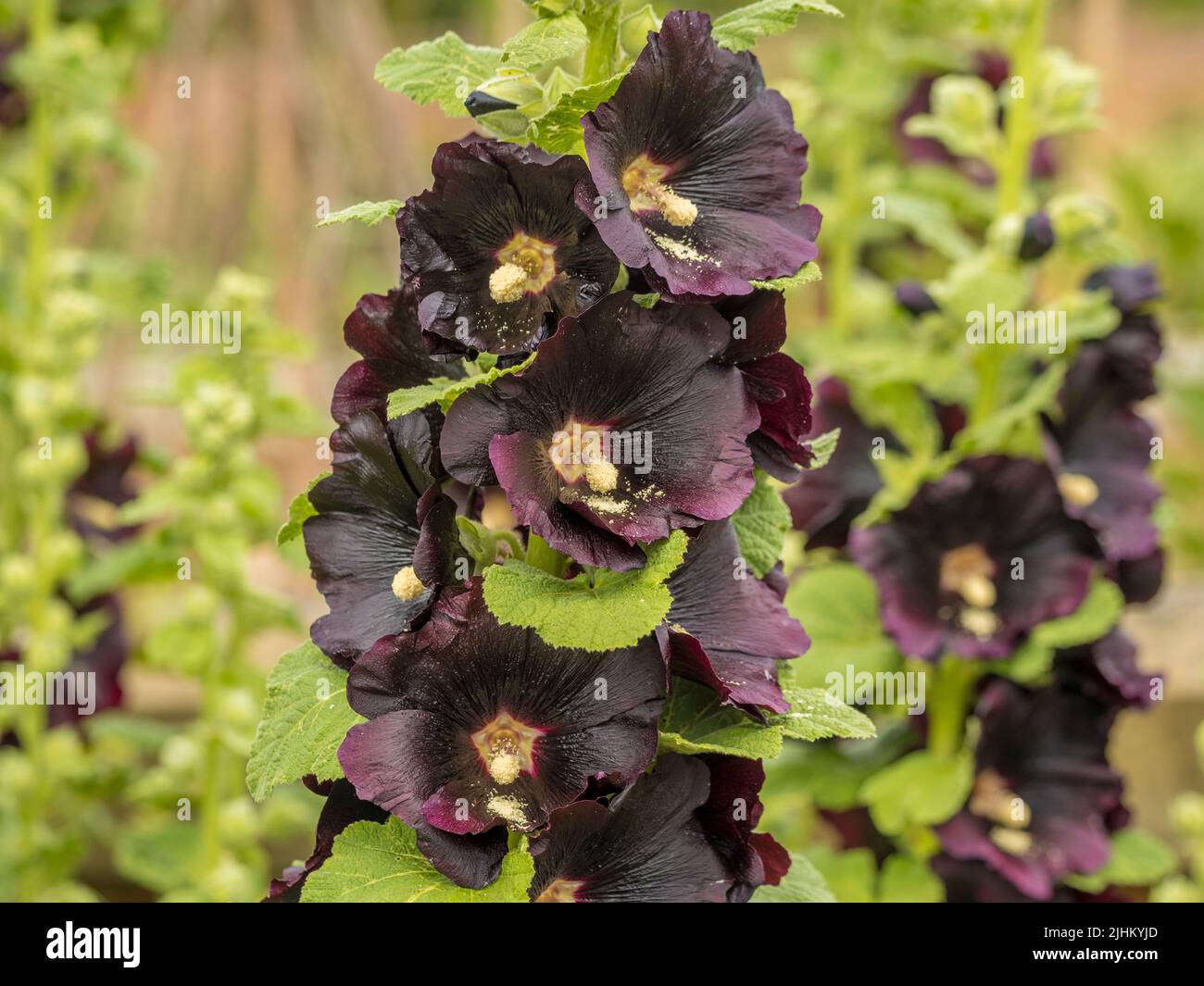The dark maroon coloured flowers of Alcea rosea 'Nigra' commonly known as Hollyhocks growing in a UK garden. Stock Photo
