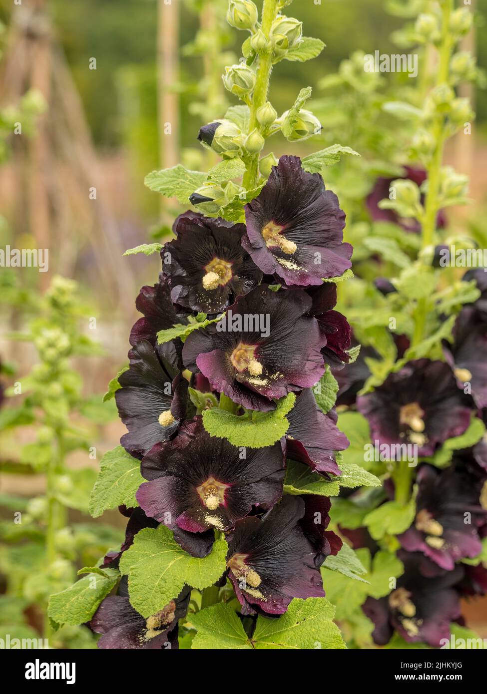 The dark maroon coloured flowers of Alcea rosea 'Nigra' commonly known as Hollyhock growin in a UK garden. Stock Photo