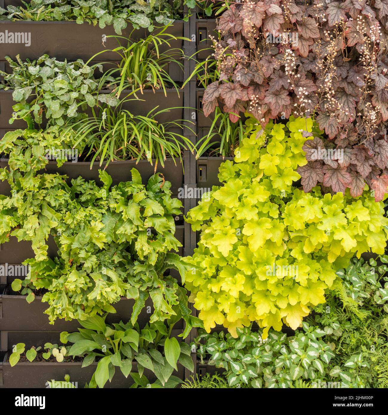 Vertical gardening. Plastic troughs attached to an outdoor wall, planted up with ferns and heucheras to make a living green wall. Stock Photo