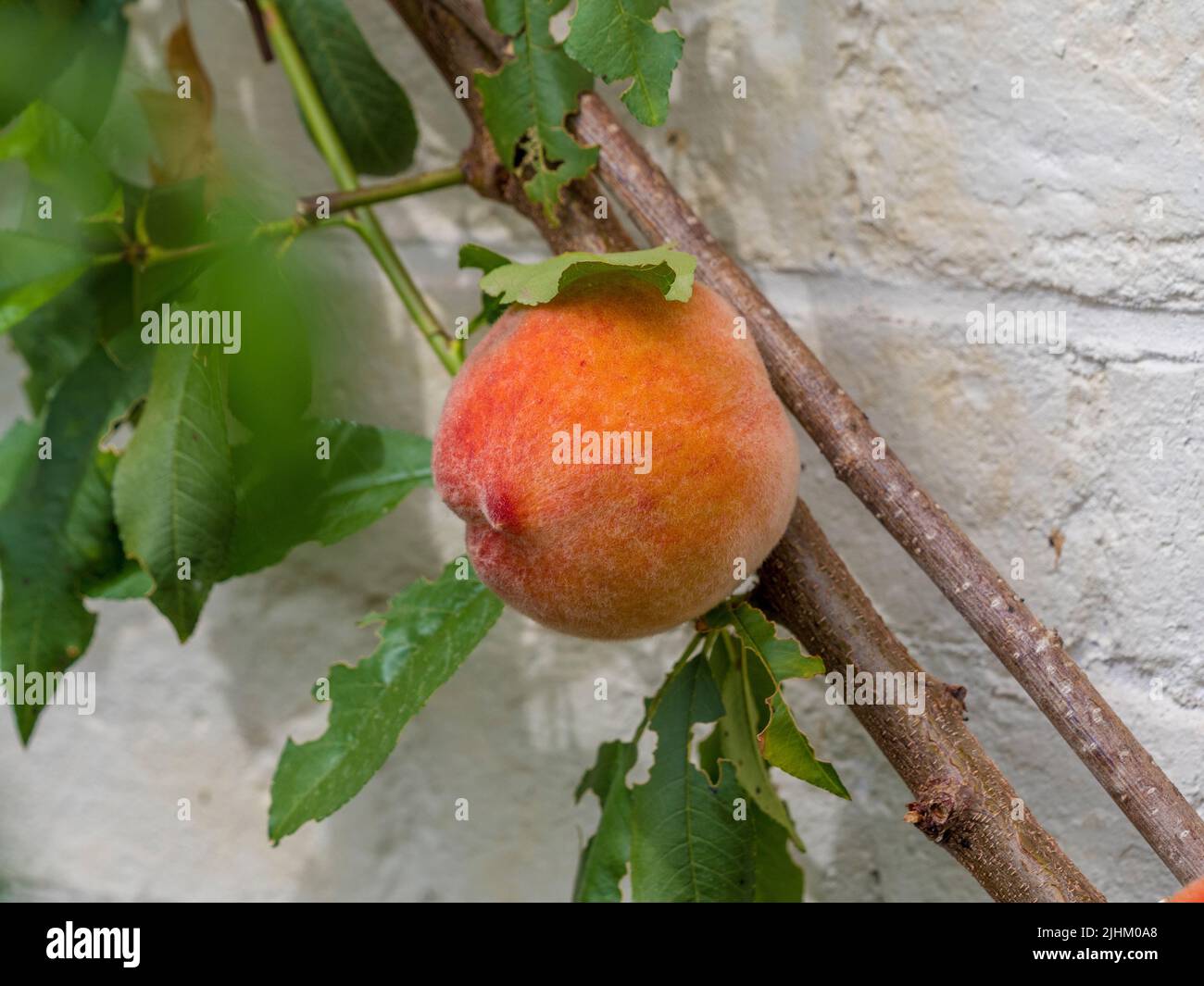 Fan-trained peach (Prunus persica 'Peregrine') growing against a wall in a UK conservatory. Stock Photo
