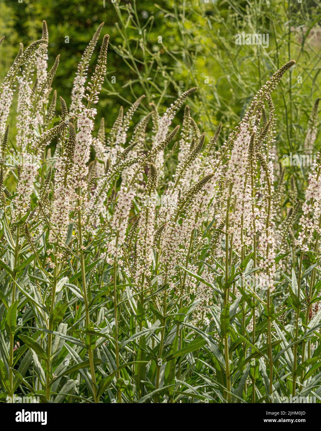 The white flowers of Veronica spicata Icicle growing in a UK garden. Stock Photo