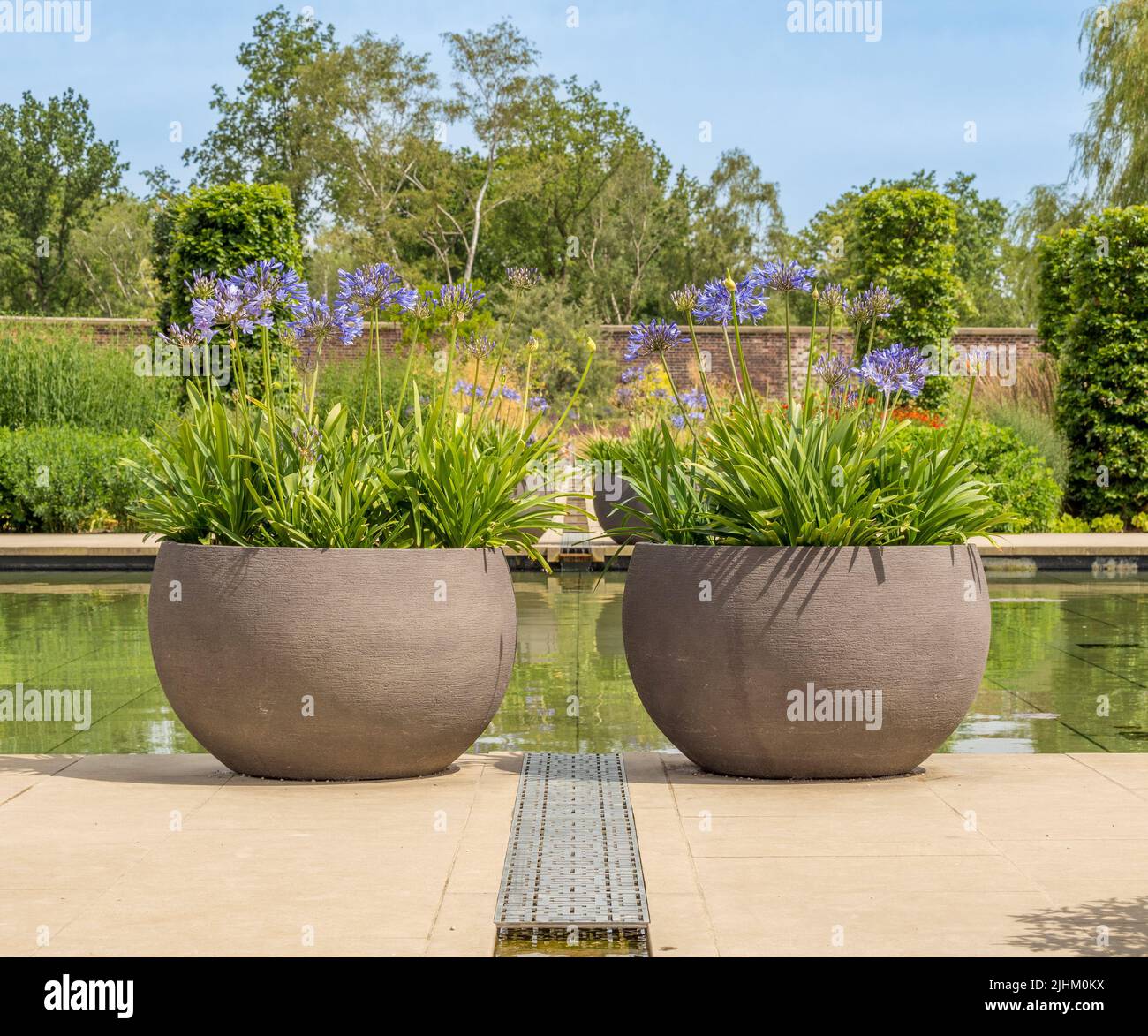 2 large planters with blue Agapanthus placed either side of a rill leading to the square pool in the paradise garden at RHS Bridgewater. UK Stock Photo