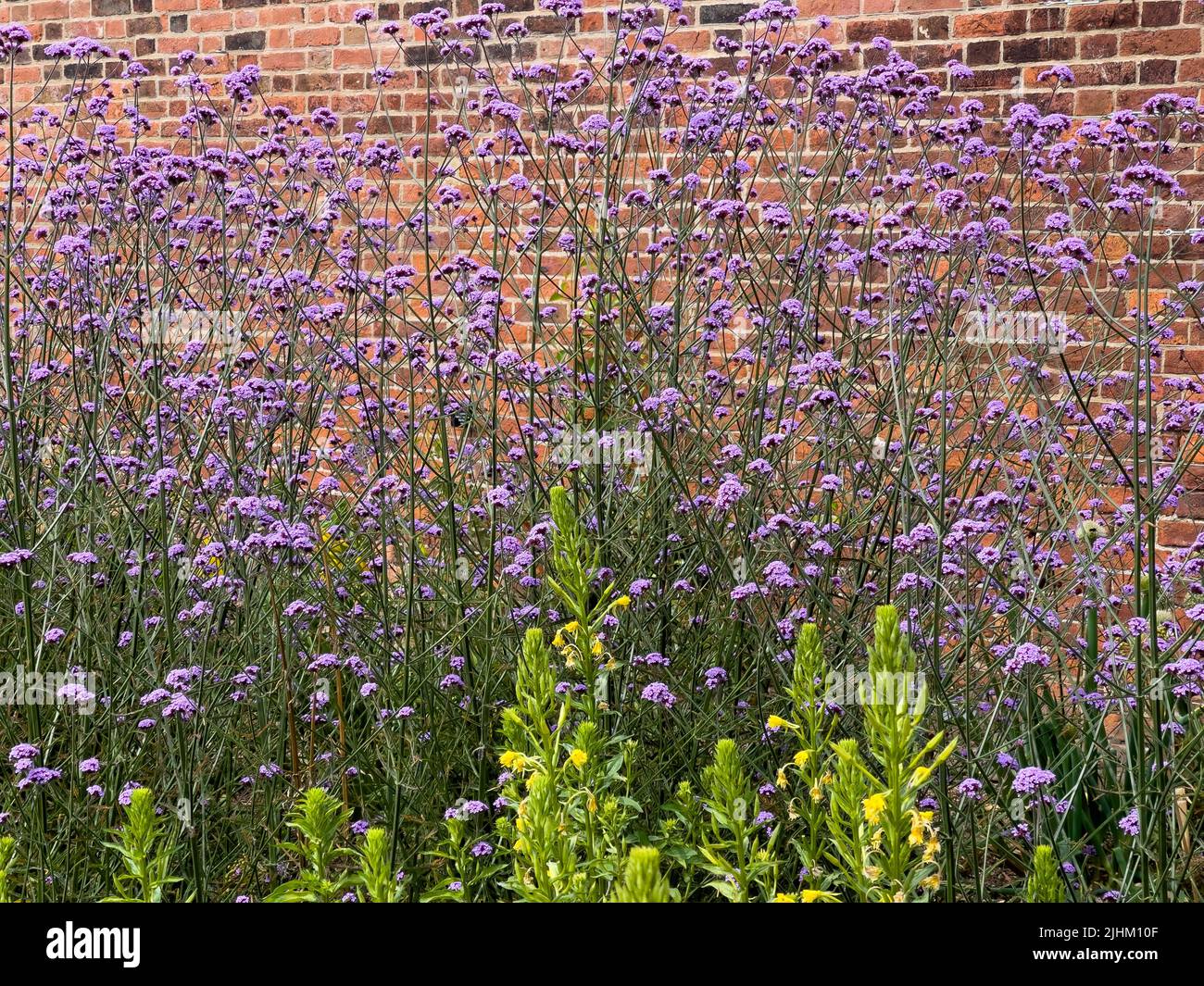 Tall purple flowered Verbena bonariensis growing against a brick wall. Stock Photo