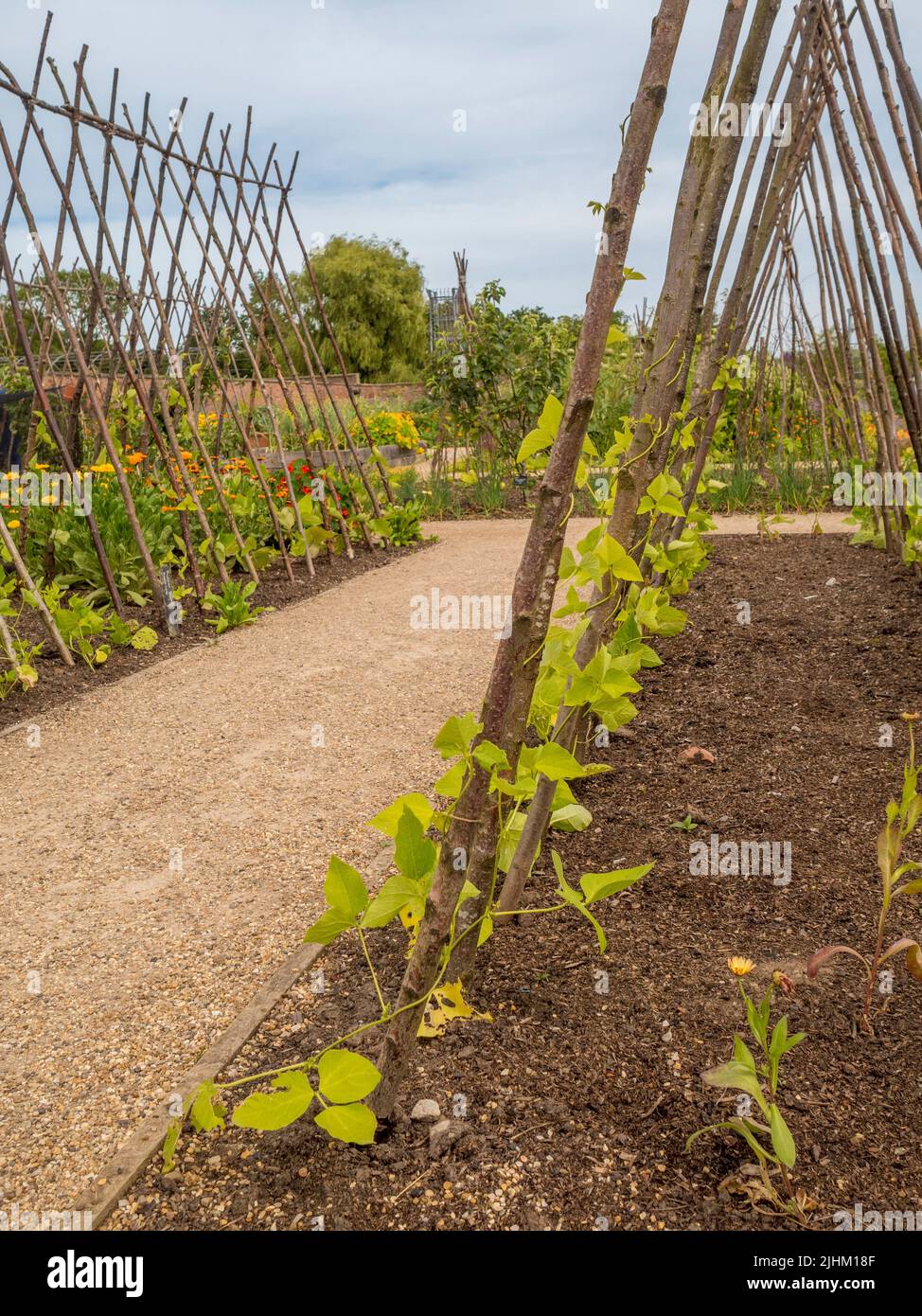Runner beans climbing up rustic supports in the Kitchen Garden at RHS Bridgewater. Salford. UK Stock Photo